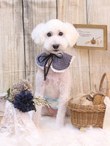 20241011しろまるくん